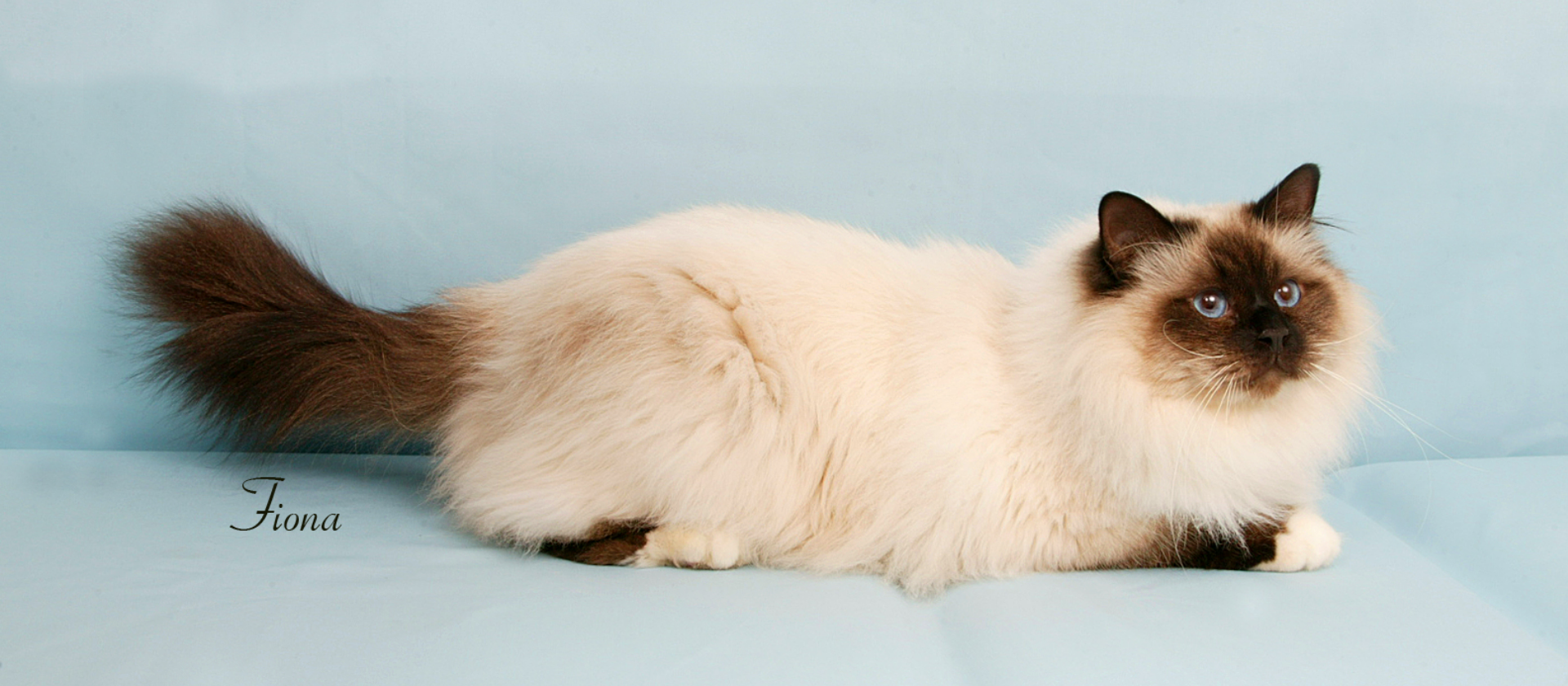 Introducing Eldorato Birmans